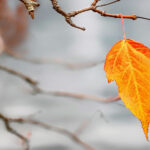 change begins with grief - a lone leaf dangles on its branch in the autumn