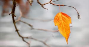 change begins with grief - a lone leaf dangles on its branch in the autumn